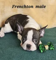 Frenchton m, a male Boston Terrier and Frenchton for sale in Princeton, KY – Photo 1 of 2