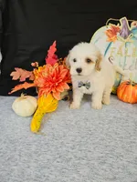 F1b Mini Goldendoodles  M#3, a male Miniature Goldendoodle for sale in Princeton, KY – 2 of 7