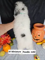 Pending Miniature Poodle M#2, a male Poodle - Miniature  for sale in Princeton, KY – 3 of 8