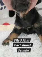 Reduced  Miniature Dachshund , a female Miniature Dachshund for sale in Princeton, KY – 3 of 3