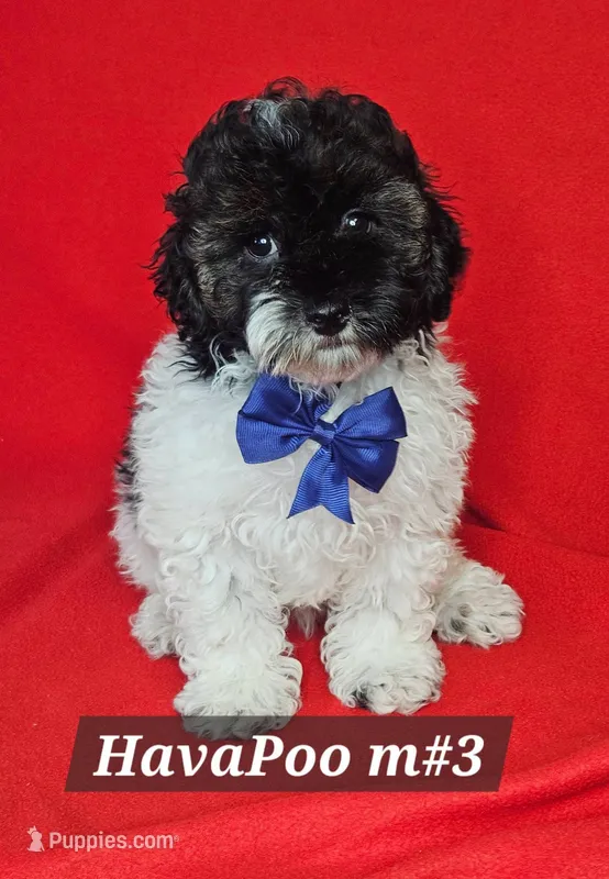 Havapoo Male #3  Blue  – Havapoo puppy for sale in Princeton, KY