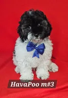 Havapoo Male #3  Blue , a male Havapoo for sale in Princeton, KY – 1 of 2