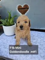 F1b Mini Goldendoodle M #4, a male Miniature Goldendoodle for sale in Princeton, KY – 4 of 4