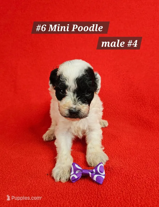 Miniature Poodle Male # 4  Purple – Poodle - Miniature  puppy for sale in Princeton, KY
