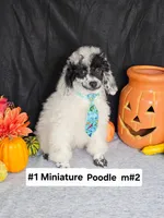 Pending Miniature Poodle M#2, a male Poodle - Miniature  for sale in Princeton, KY – 2 of 8