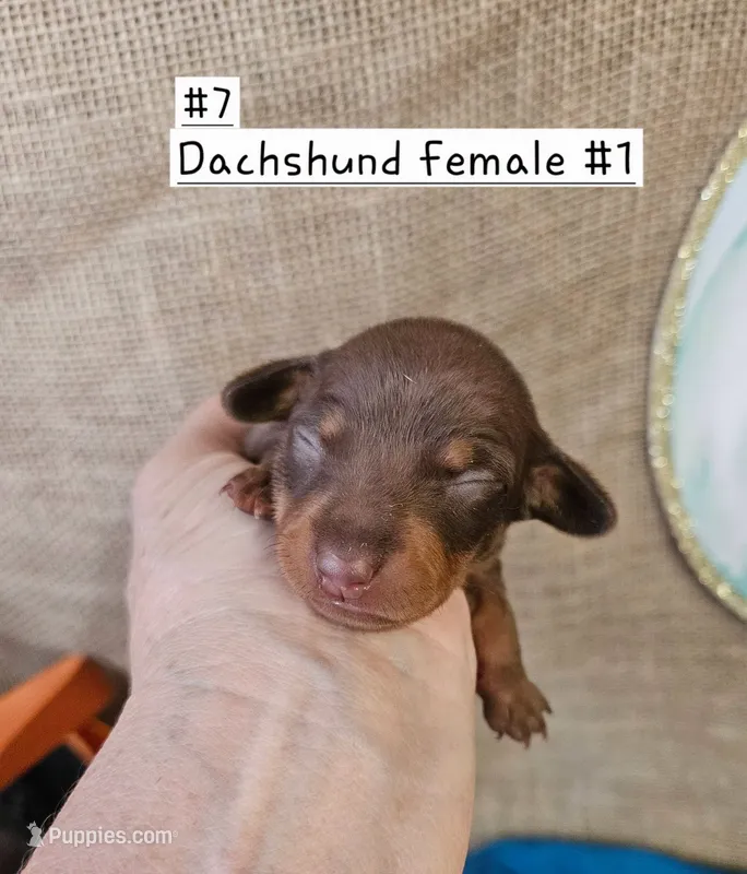 Dachshund - f #1 Cho – Miniature Dachshund puppy for sale in Princeton, KY