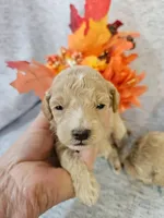 SMALL Miniature Poodle  (6)  Male #2, a male Poodle - Toy  and Poodle - Miniature  for sale in Princeton, KY – 4 of 4
