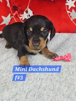 Miniature Dachshund F , a female Miniature Dachshund for sale in Princeton, KY – 5 of 7