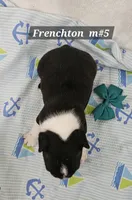 Frenchton  m #5, a male Boston Terrier and French Bulldog for sale in Princeton, KY – 2 of 3