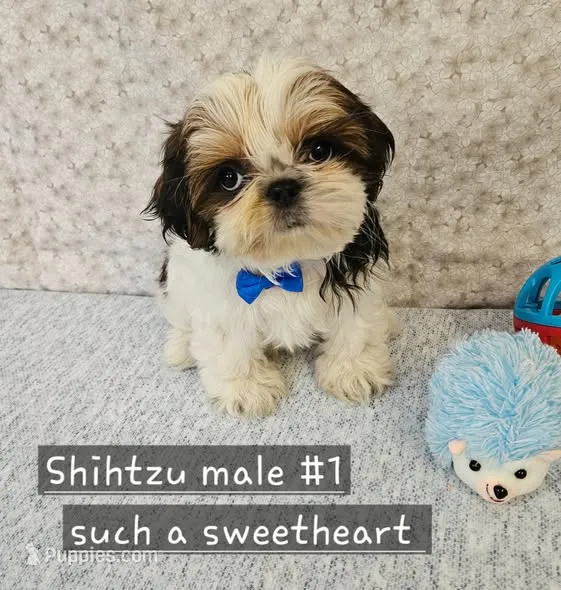 Shihtzu  m#1 – Shih Tzu puppy for sale in Princeton, KY
