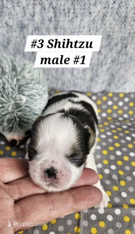 Shihtzu  m#1 – Shih Tzu puppy for sale in Princeton, KY