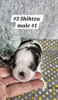 Shihtzu  m#1, a male Shih Tzu for sale in Princeton, KY – 1 of 2