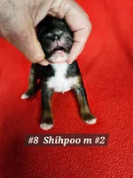 F1b Shih-Poo M#2, a male Shih Tzu and Poodle - Miniature  for sale in Princeton, KY – 5 of 6