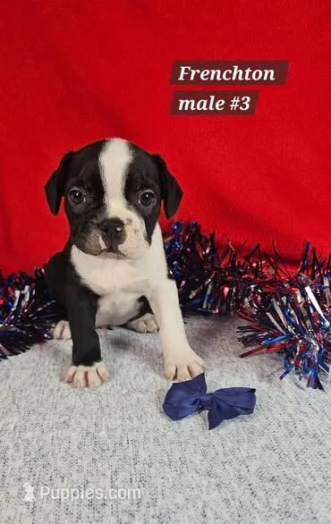 Frenchton  m #3 – Boston Terrier, French Bulldog puppy for sale in Princeton, KY