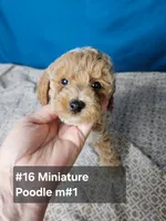 Miniature Poodle M #1, a male Poodle - Miniature  for sale in Princeton, KY – 3 of 5
