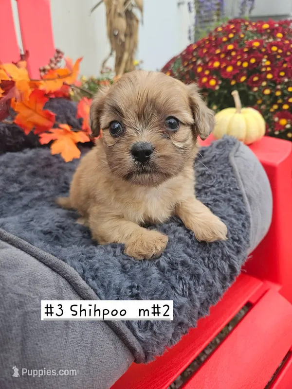 Pending Shih Poo male #2   (3) – Shihpoo puppy for sale in Princeton, KY