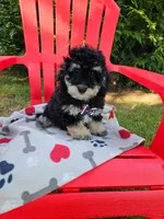 Bichpoo -Pochon , a male Bichpoo for sale in Princeton, KY – 4 of 7