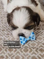 Shihtzu M#2, a male Shih Tzu for sale in Princeton, KY – 2 of 9
