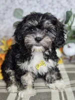 Shockapoo, a male Shih Tzu for sale in Princeton, KY – Photo 1 of 2