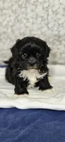 Shockapoo, a male Shih Tzu for sale in Princeton, KY – Photo 2 of 2