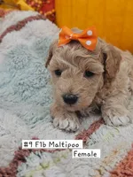 F1b Maltipoo Female #1  (9), a female Maltipoo and Poodle - Toy  for sale in Princeton, KY – 1 of 5