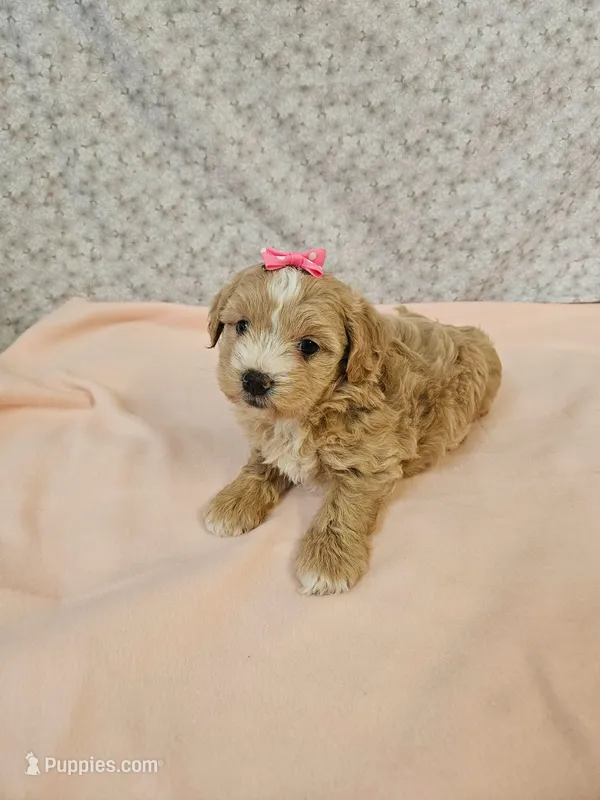 F1b Shih-Poo F#1 – Shih Tzu, Poodle - Miniature  puppy for sale in Princeton, KY