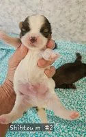 Shihtzu M#2, a male Shih Tzu for sale in Princeton, KY – 9 of 9