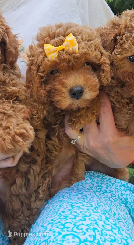 Miniature Poodles F#1 – Poodle - Miniature  puppy for sale in Princeton, KY
