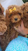 Miniature Poodles F#1, a female Poodle - Miniature  for sale in Princeton, KY – 1 of 1