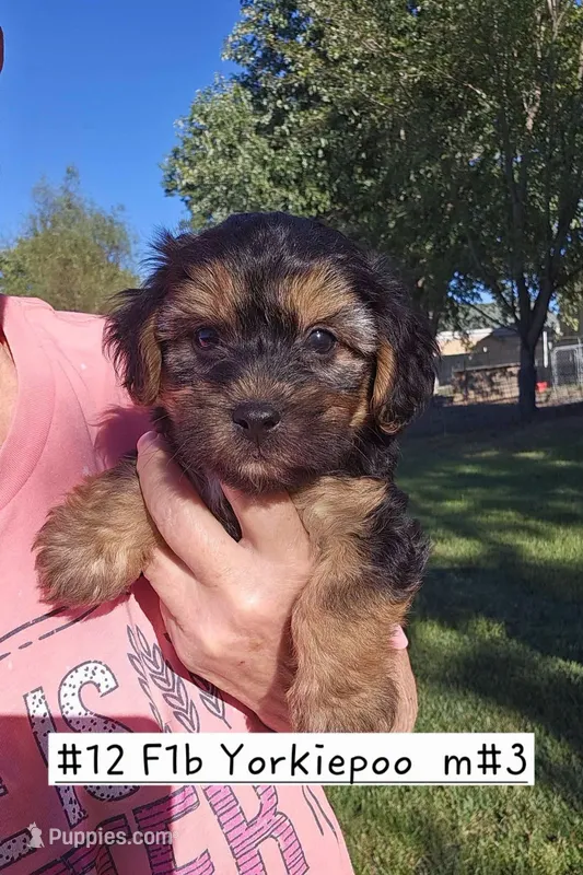 F1b Yorkiepoo M 3 – Yorkipoo puppy for sale in Princeton, KY