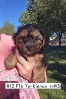 F1b Yorkiepoo M 3, a male Yorkipoo for sale in Princeton, KY – 1 of 2