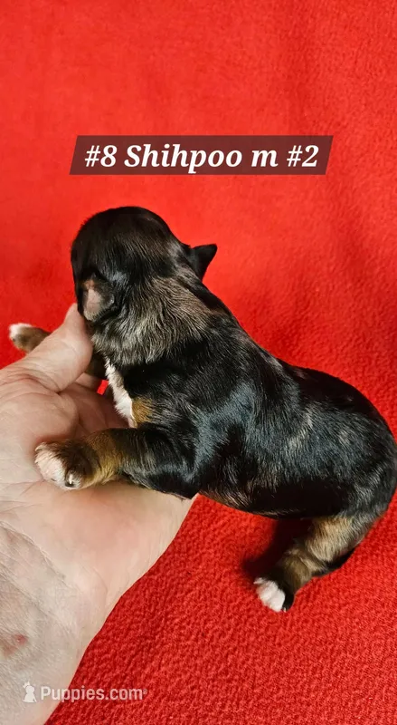 F1b Shih-Poo M#2 – Shih Tzu, Poodle - Miniature  puppy for sale in Princeton, KY