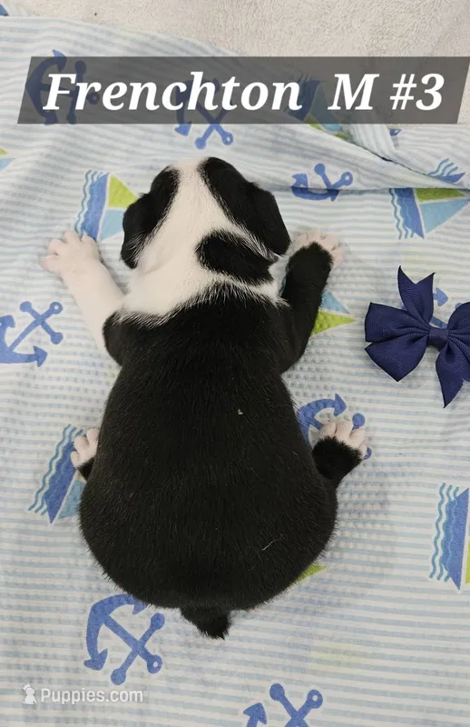 Frenchton  m #3 – Boston Terrier, French Bulldog puppy for sale in Princeton, KY