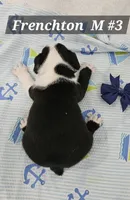 Frenchton  m #3, a male Boston Terrier and French Bulldog for sale in Princeton, KY – 1 of 3