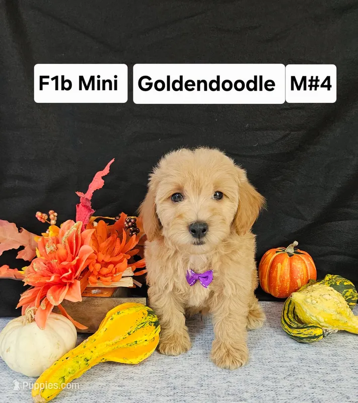 F1b Mini Goldendoodle M #4 – Miniature Goldendoodle puppy for sale in Princeton, KY