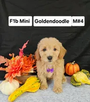 F1b Mini Goldendoodle M #4, a male Miniature Goldendoodle for sale in Princeton, KY – 1 of 4