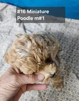 Miniature Poodle M #1, a male Poodle - Miniature  for sale in Princeton, KY – 5 of 5