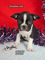 Frenchton  m #2, a male Boston Terrier and French Bulldog for sale in Princeton, KY – 1 of 3