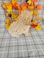Reduced Miniature Poodle , a male Poodle - Miniature  for sale in Princeton, KY – 5 of 5
