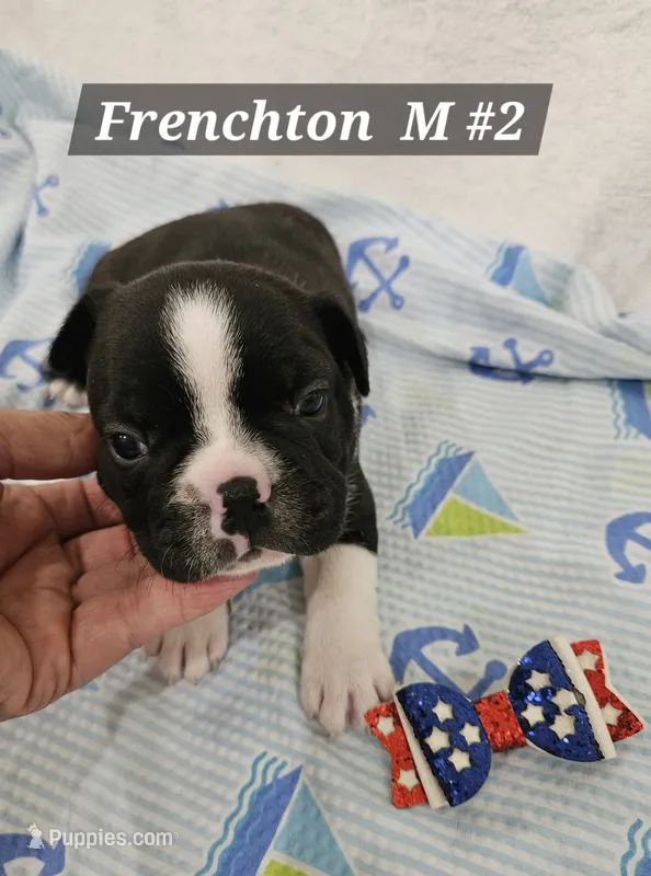 Frenchton  m #2 – Boston Terrier, French Bulldog puppy for sale in Princeton, KY