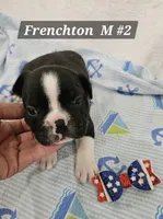 Frenchton  m #2, a male Boston Terrier and French Bulldog for sale in Princeton, KY – 1 of 3