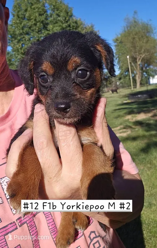 F1b Yorkiepoo M 2 – Yorkipoo puppy for sale in Princeton, KY