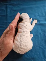 F1b Cavapoo M, a male Cavapoo for sale in Princeton, KY – 4 of 5