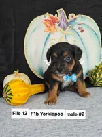 F1b Yorkiepoo M 2, a male Yorkipoo for sale in Princeton, KY – 2 of 2