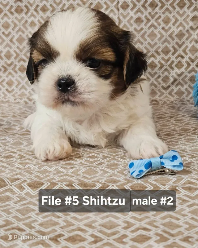 Shihtzu M#2 – Shih Tzu puppy for sale in Princeton, KY
