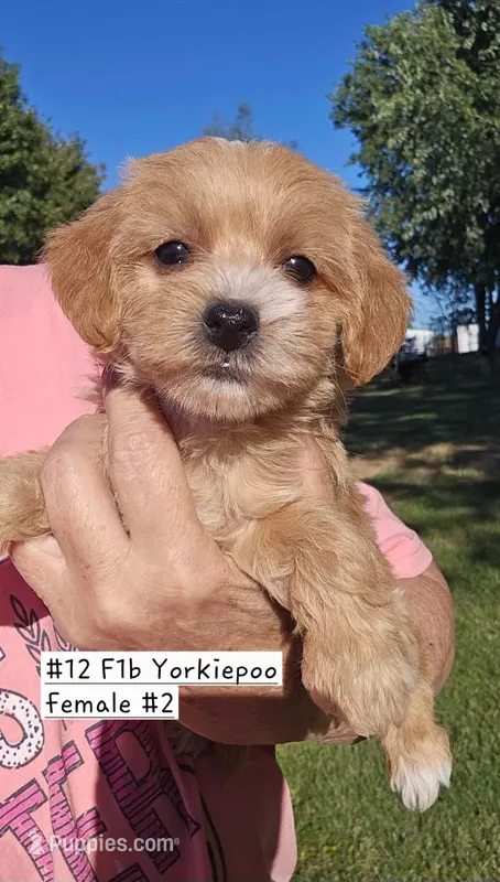 F1b Yorkiepoo f #2 – Yorkipoo puppy for sale in Princeton, KY