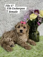 F1b Cockerpoo f, a female Cockapoo for sale in Princeton, KY – 4 of 6
