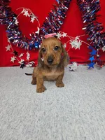 Minaiture Dachshund F #2 = reduced, a male Miniature Dachshund for sale in Princeton, KY – 3 of 6