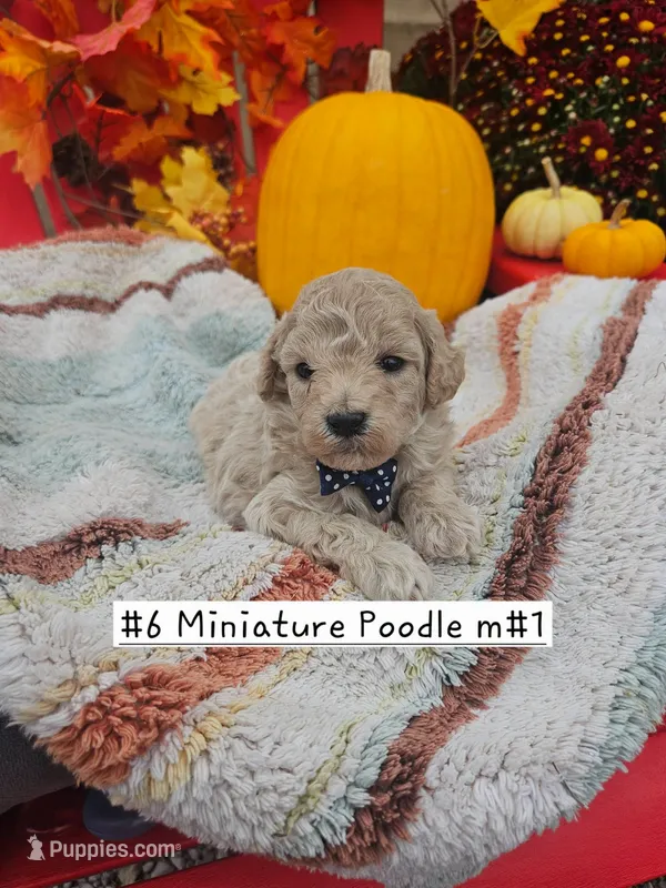 SMALL Miniature Poodle (6) Male #1 – Poodle - Toy , Poodle - Miniature  puppy for sale in Princeton, KY