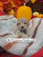 SMALL Miniature Poodle (6) Male #1, a male Poodle - Toy  and Poodle - Miniature  for sale in Princeton, KY – 1 of 4